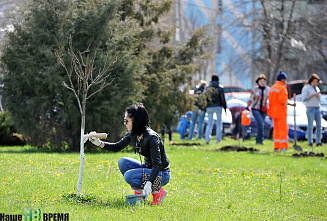 Клены, липы, туи...	