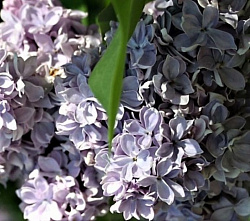 Зерноградская сирень