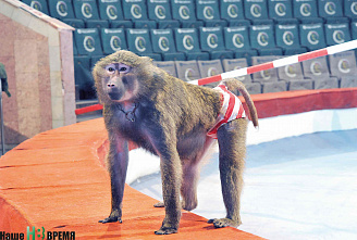 Легко ли бегемоту стать артистом?