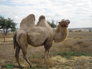 Нью-Васюки, наука об уме и рецепт счастья