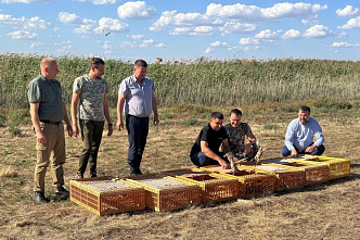 Молодняк донских фазанов выпустили в естественную среду обитания