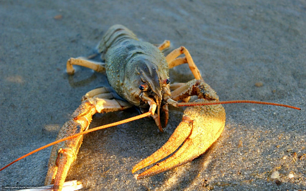 Популяцию раков бассейна нижнего Дона оценили ученые АзНИИРХа