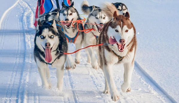 На Азовской судоверфи анонсировали гонки на собачьих упряжках