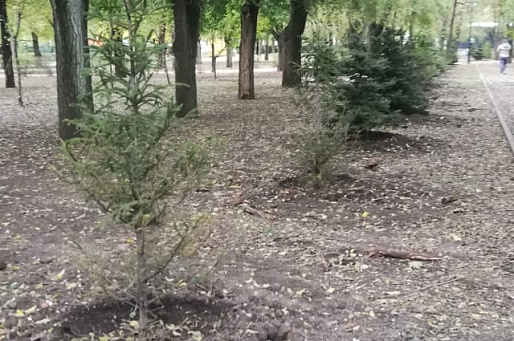 Ростовчане пожаловались на сухие ели, посаженные в День древонасаждения