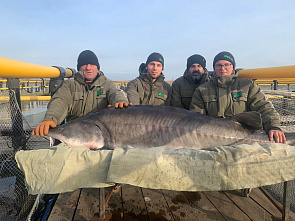 Черная икра с Дона пойдет в Китай и Эмираты