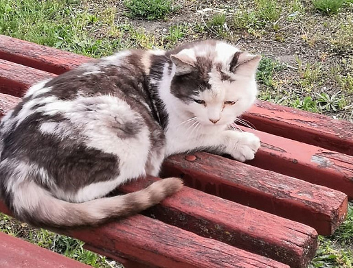 Ветеринары Дона разработали памятку для хозяев домашних животных