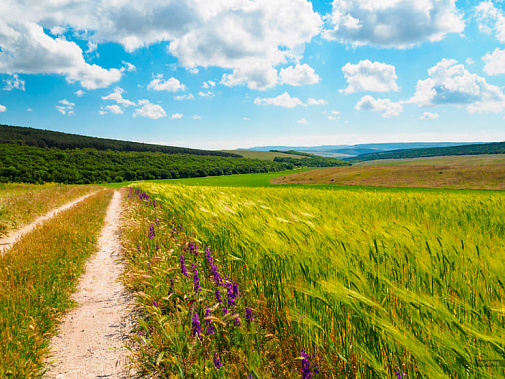 Экс-главу администрации Сальского городского поселения подозревают в махинациях с землей