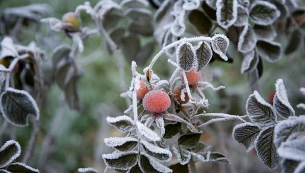 В Ростовской области прогнозируют заморозки