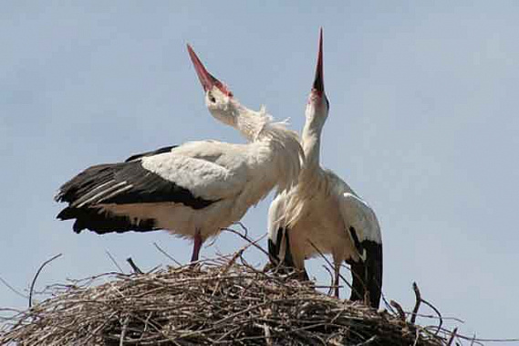 Белый аист летит