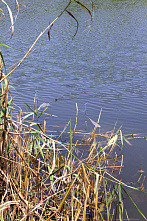 Где плавают ростовчане