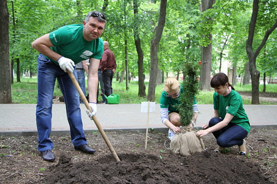 20 тысяч деревьев и кустарников высадят в  Ростове осенью 