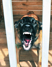 Собаки специального назначения_14652