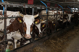 Коровы из красной книжки