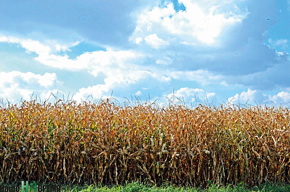 Кукуруза, выращенная в ООО «Рассвет» Куйбышевского района, дает урожай около 160 центнеров с гектара. Фото Мариам АНАНЯН.