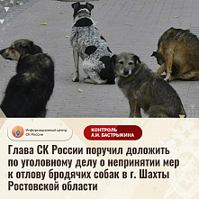 В Следкоме намерены разобраться в ситуации с безнадзорными собаками в городе Шахты