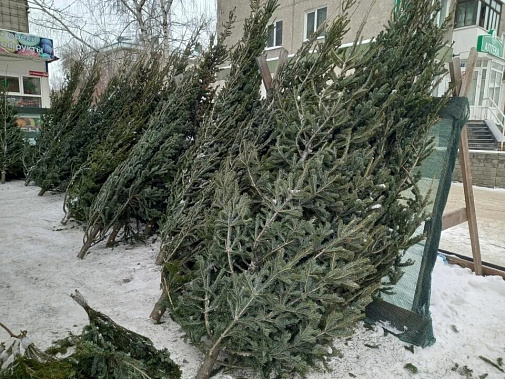 И снова о ней, второй ёлочной жизни...