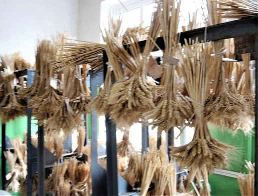 Поддержат отечественное семеноводство