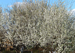 Погуляем, поснимаем – 9