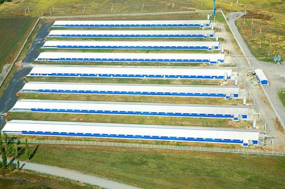 Бывшие работника «Евродона» просят президента Владимира Путина вернуть им работу и прежнего руководителя – Вадима Ванеева