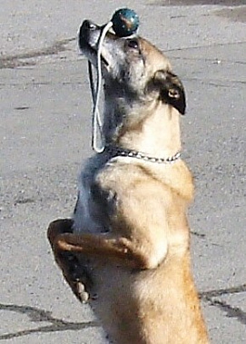  В Ростове-на-Дону возросло количество брошенных животных: продолжение темы