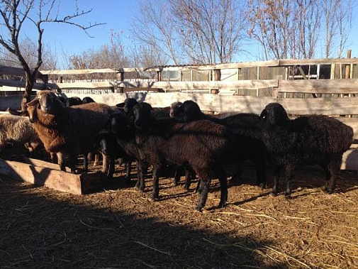 Фото пресс-службы Ростовской областной станции по борьбе с болезнями животных