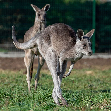 Для кенгуру в зоопарке Ростова сделали просторный вольер