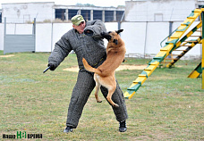 Собаки свое дело знают