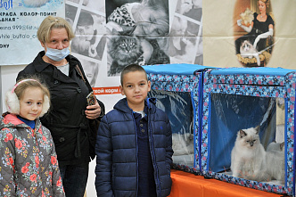 В Ростове проходит международная выставка кошек