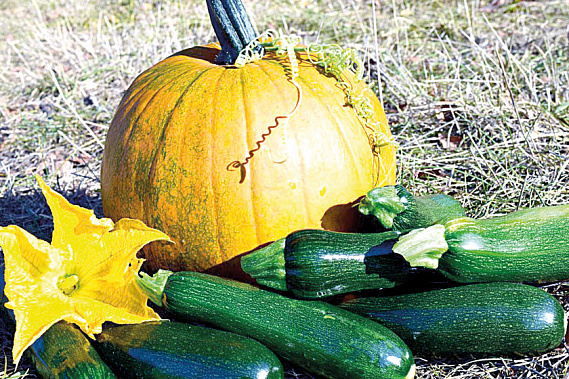 Чтобы осенью не заболеть, ешь побольше тыквы