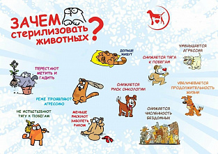 В Ростовской области через неделю пройдет день льготной стерилизации собак и кошек