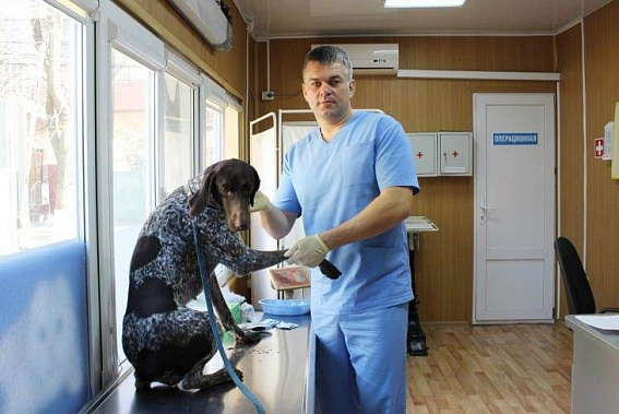 В Ростове вакцинируют кошек и собак от бешенства