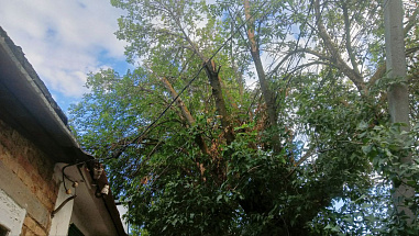 Деревья – это хорошо, но…