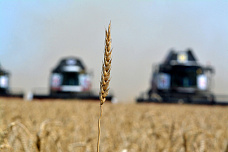 На полях Ростовской области идет уборка зерновых