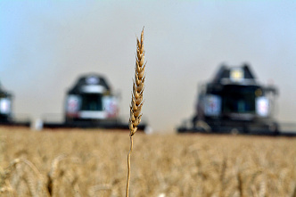 На полях Ростовской области идет уборка зерновых