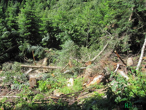 Архыз: не рубите, мужики, не пилите!