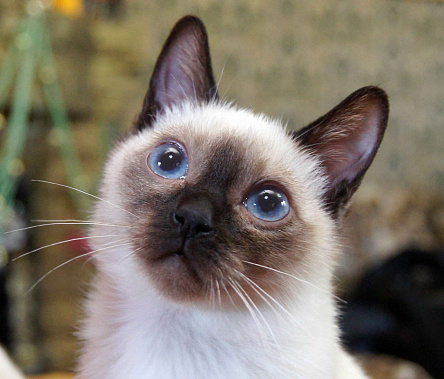 Кошки­-крошки на финишной дорожке