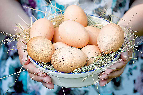 Секреты куриного яйца