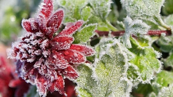 В Ростовской области снова объявили штормовое предупреждение из-за заморозков