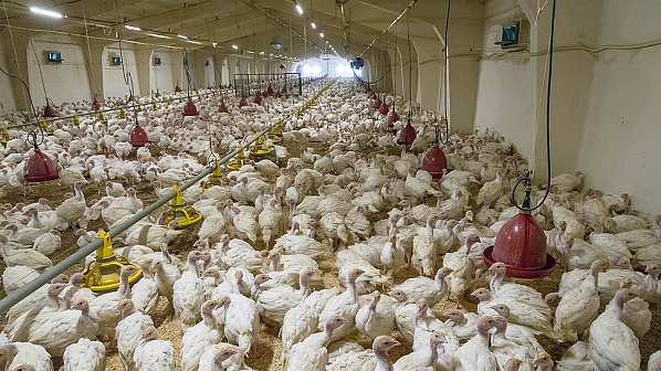 В Ростовской области введен карантин на площадке выращивания индейки