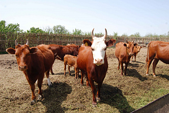 От поля до прилавка