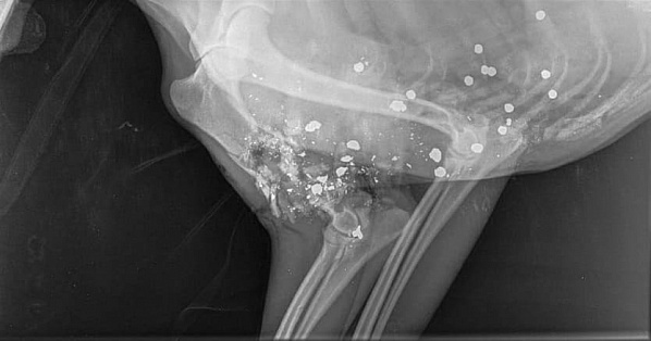 Фото: instagram.com/novotlove