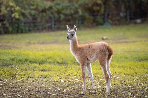 Фото: соцсети зоопарка 