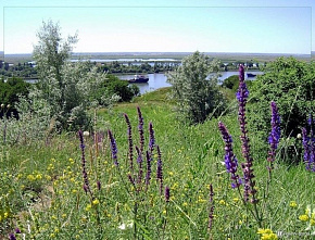 Энциклопедия Ростовской области: С