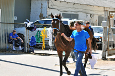 Как сейчас работает Ростовский ипподром