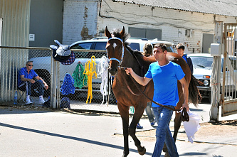 Как сейчас работает Ростовский ипподром