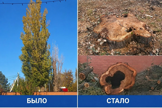 Ростов-на-Дону: на улице Дарвина убрали аварийные деревья