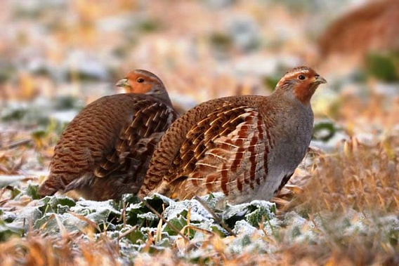 Источник фото: ru.pinterest.com.