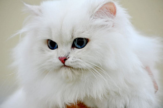 В Ростове проходит международная выставка кошек