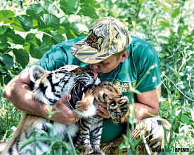 Воля-неволя, львиная доля