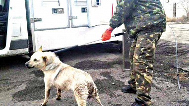 Деньги лучше отдать приютам